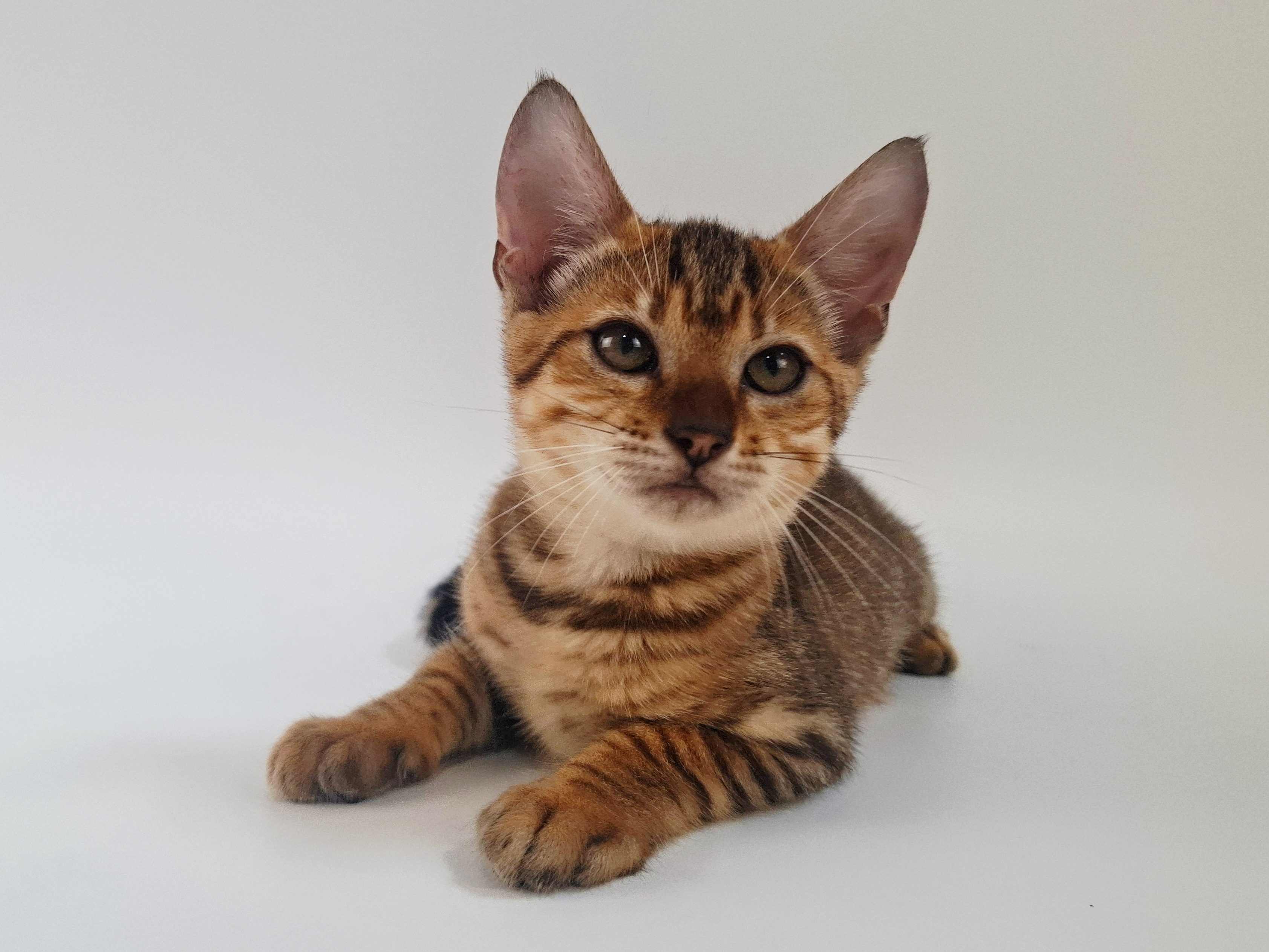 Kitten 1
